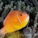 anemonefish_pink_et_beqa_h_0003_fij0335.jpg